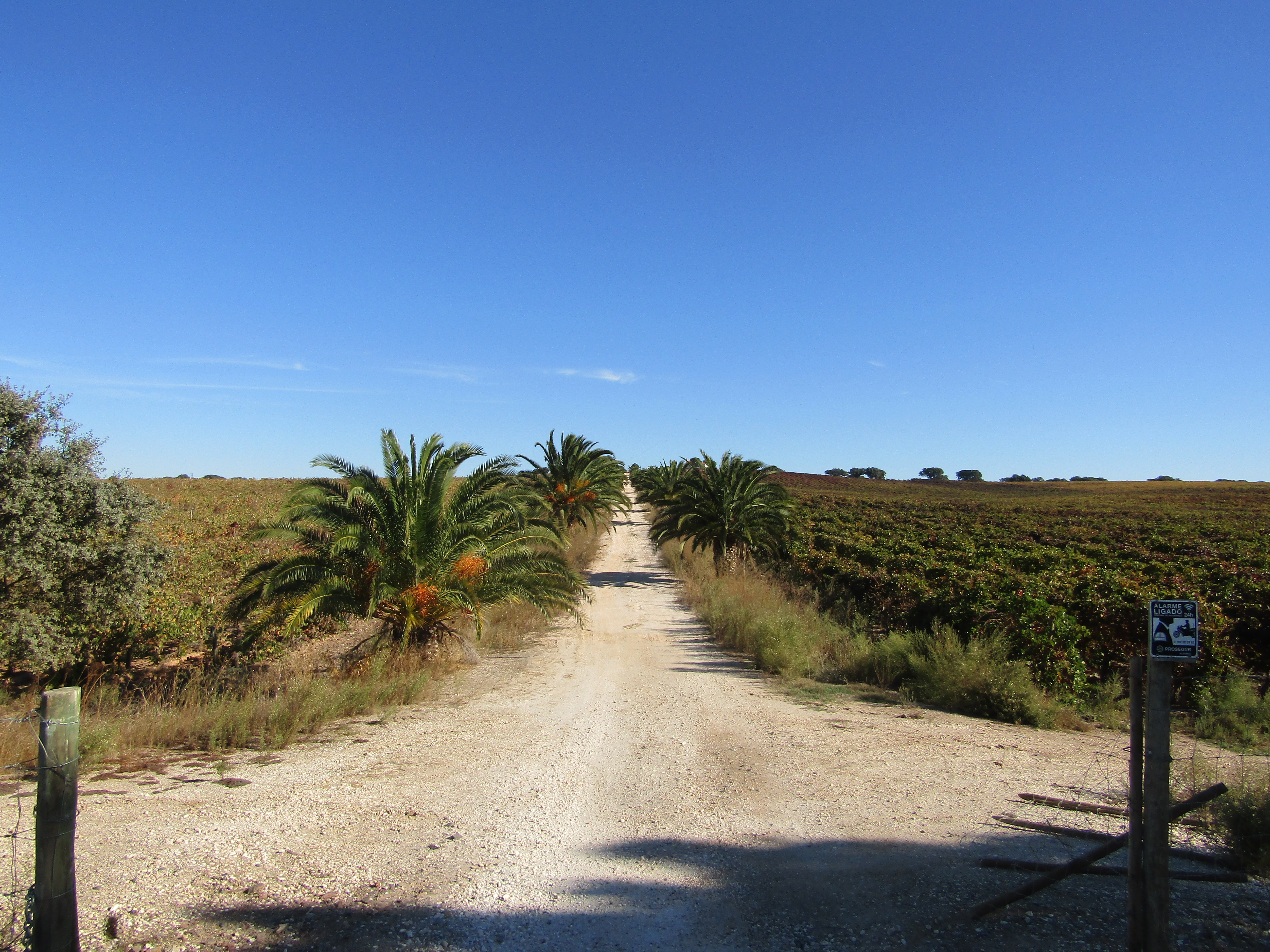 Herdade com 72 Ha em Borba