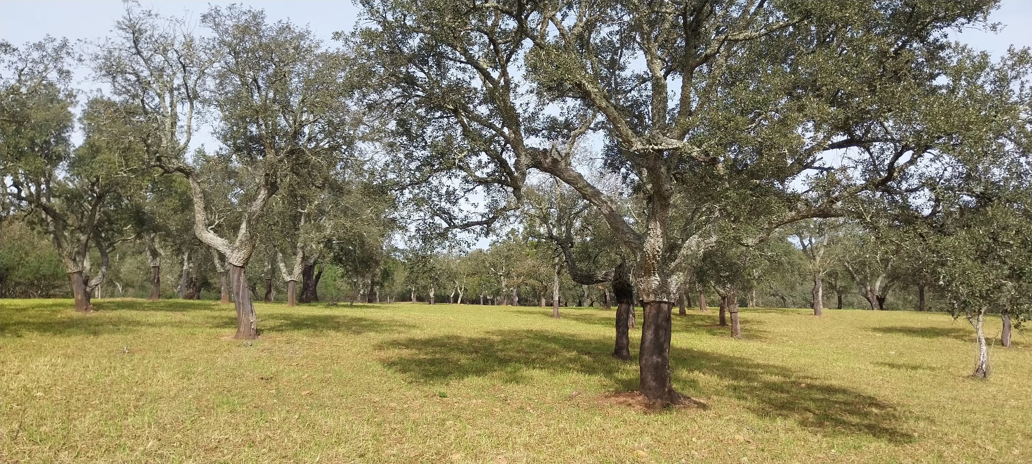 Terreno rústico com 2,1098 ha